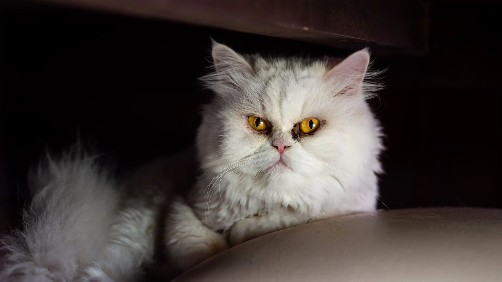 九游下载官网-亚洲杯中国足球夺冠 球迷激情洋溢,中国 亚洲杯 足球