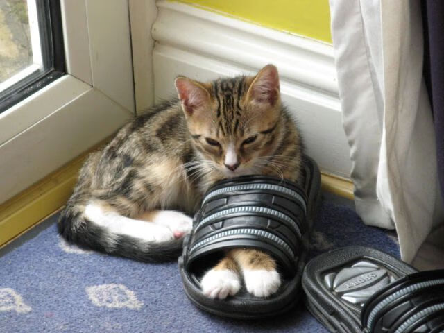 九游下载安装-弗拉门戈体能分配合理，后程仍具威胁，弗拉门戈对累体育