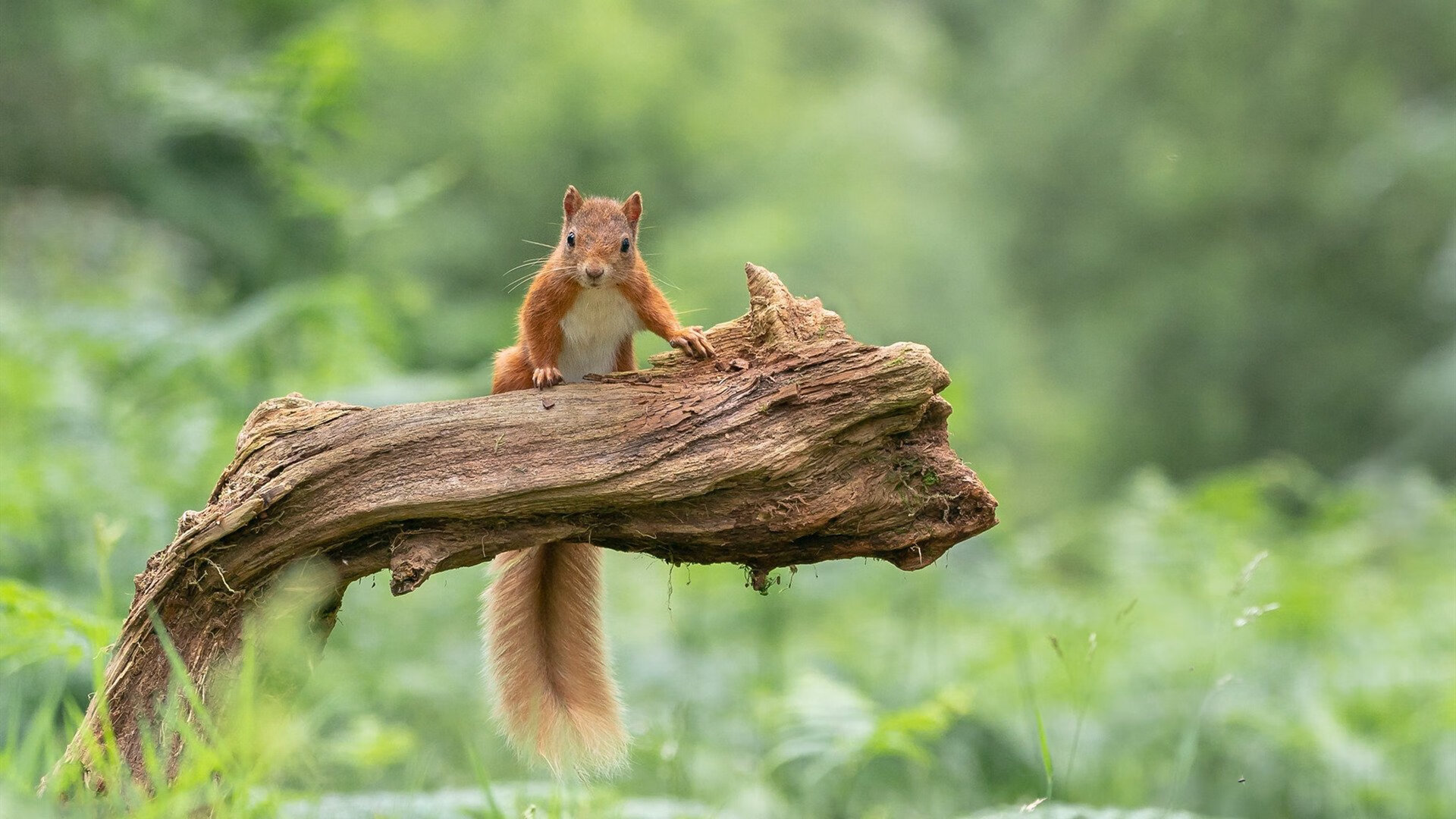 九游(jiuyou)官方网站-恩波利快速传控打法打乱对方布置,恩波利vs博洛尼亚比分结果