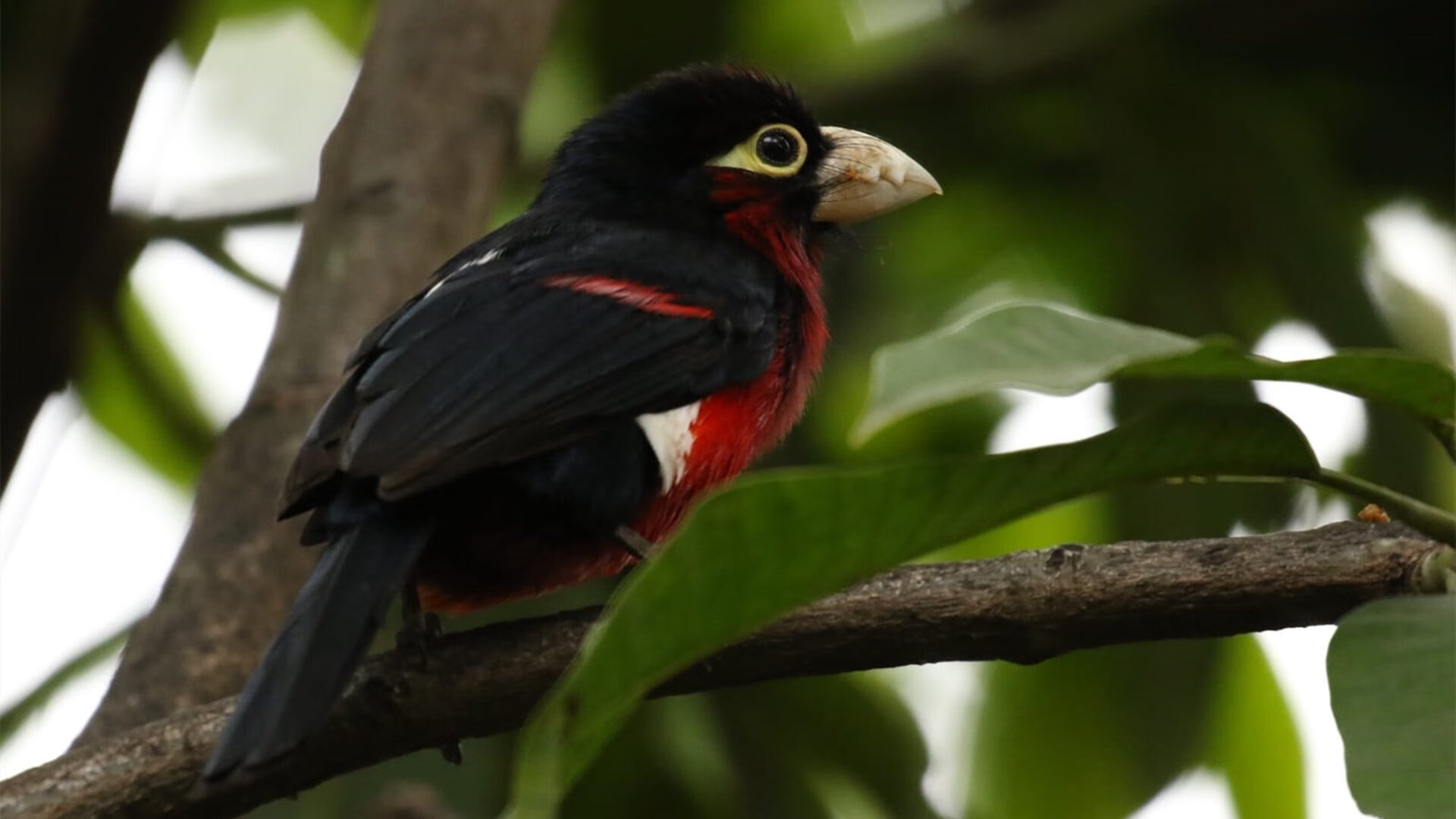 九游登录中心-新加坡队的未来：如何通过引入新的战术提升比赛表现，新加坡队员