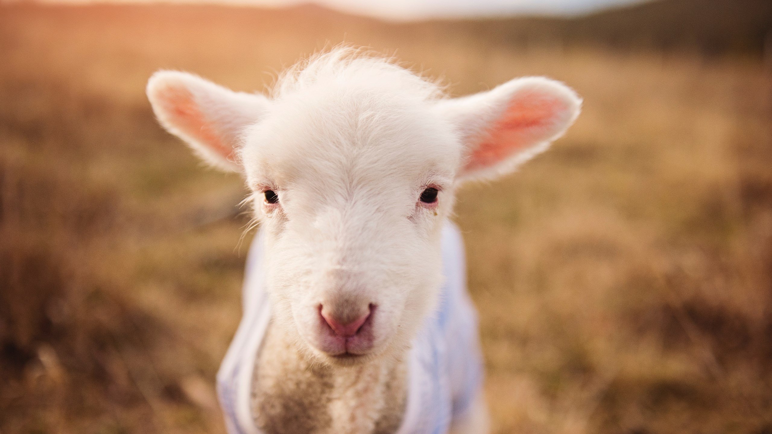 九游app官网下载-“华金·托比利亚：阿根廷美洲狮队的关键后卫，未来战术空间广阔”