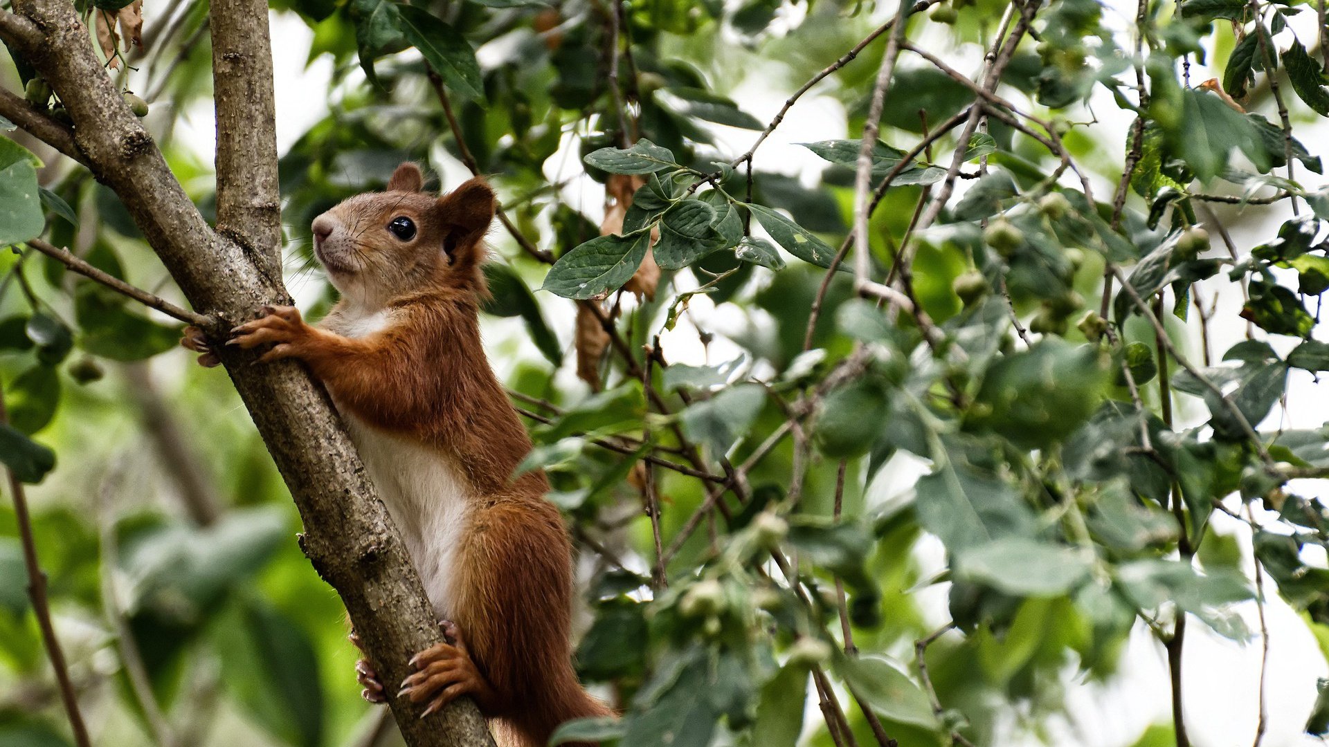 九游网页版官网-“帕布罗·马特拉的防守表现，成就阿根廷美洲狮队的传奇”