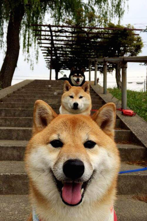 九游app下载中心-南非橄榄球进入新纪元:从青训到国际舞台的全方位布局,南非橄榄球图片