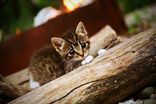 九游jiuyou-塞尔维亚男篮在欧洲预赛中奋勇追击,开创奥运新篇章,塞尔维亚男子篮球队