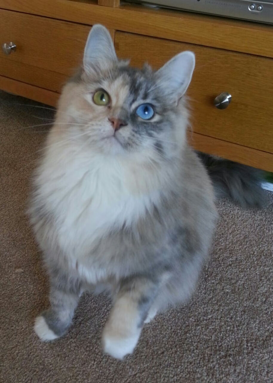 九游登录中心-莱德基刷新800米自由泳世界纪录，莱德基1500米自由泳世界纪录